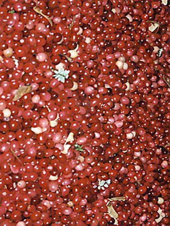 Cranberries - Massachusetts' Harvest 